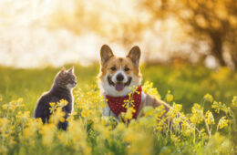 Chien et chat dans un champ de fleurs jaunes