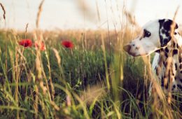 Plantes toxiques pour le chien