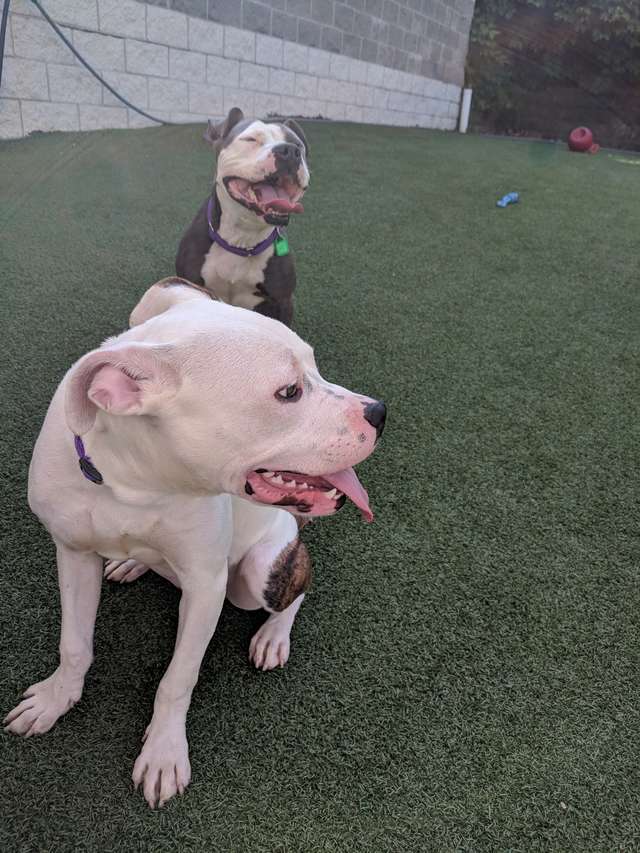 Les chiens heureux d'être libres