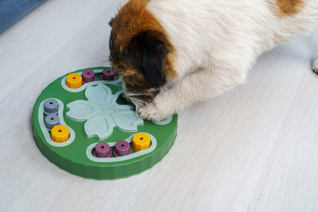 jeux de réflexion pour chiens