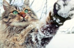 L'hiver et les chats