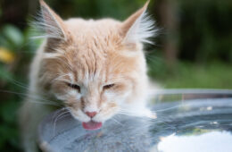 rafraîchir chat chaleur canicule