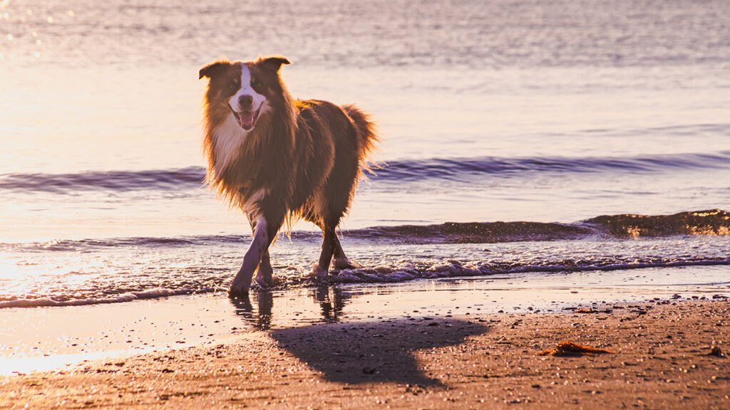 chien a la plage
