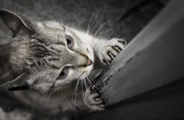 couper griffe d'un chat