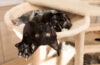 Chat noir étendu sur un arbre à chat, pattes tendues vers l’avant, avec un autre chat gris allongé derrière lui dans un panier en hauteur.