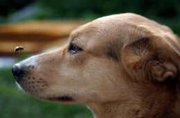 Piqûre de guêpe, abeille, frelon chez le chien