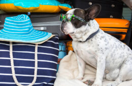 retour vacances chien