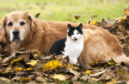 danger automne chien chat