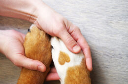 top race chien français