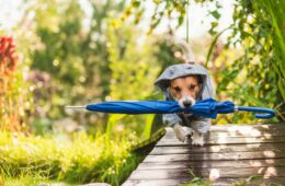 chien pluie activité