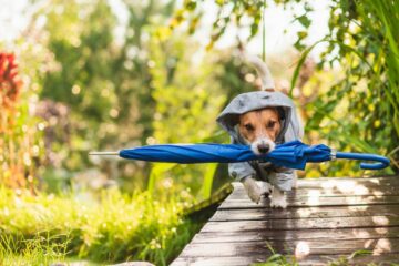 chien pluie activité