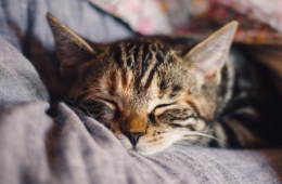 Castration, stérilisation chat