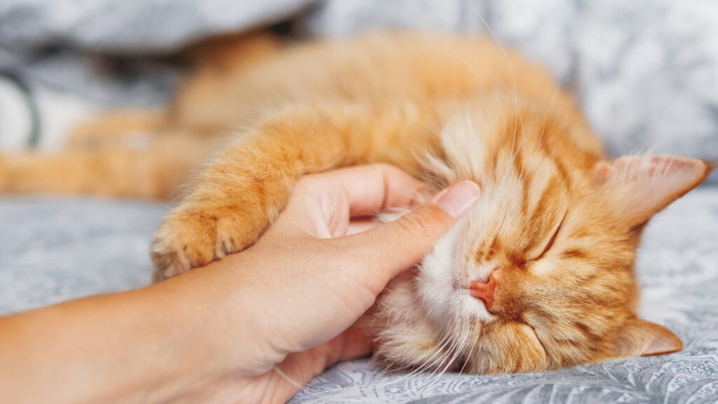 chat calin sentiment