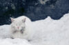 chat errant neige