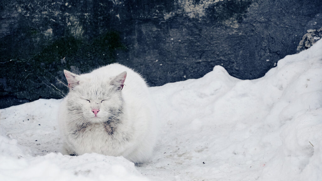 chat errant neige