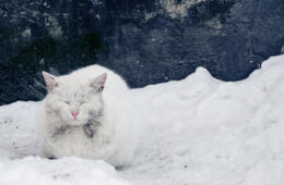 chat errant neige