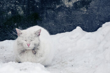 chat errant neige