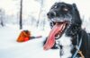 chien neige sport
