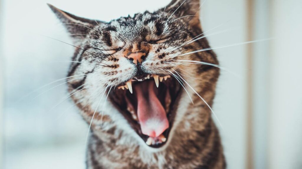 hygiène dentaire chat