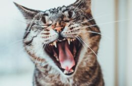 hygiène dentaire chat