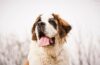 race chien saint bernard