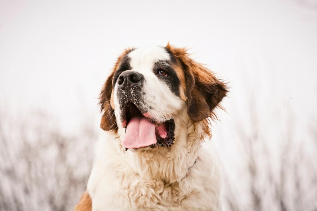 race chien saint bernard