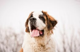 race chien saint bernard