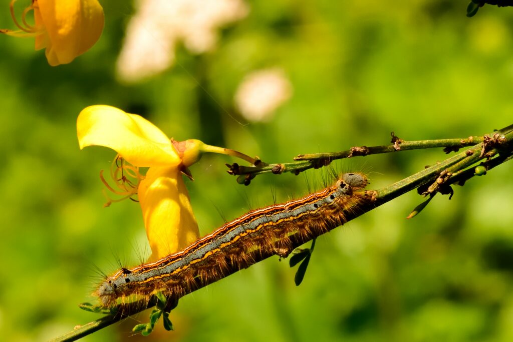 chenilles processionnaires chien
