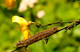 chenilles processionnaires chien