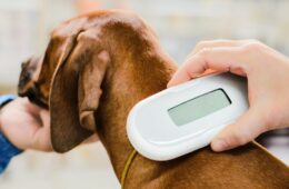 identification-chien-chat