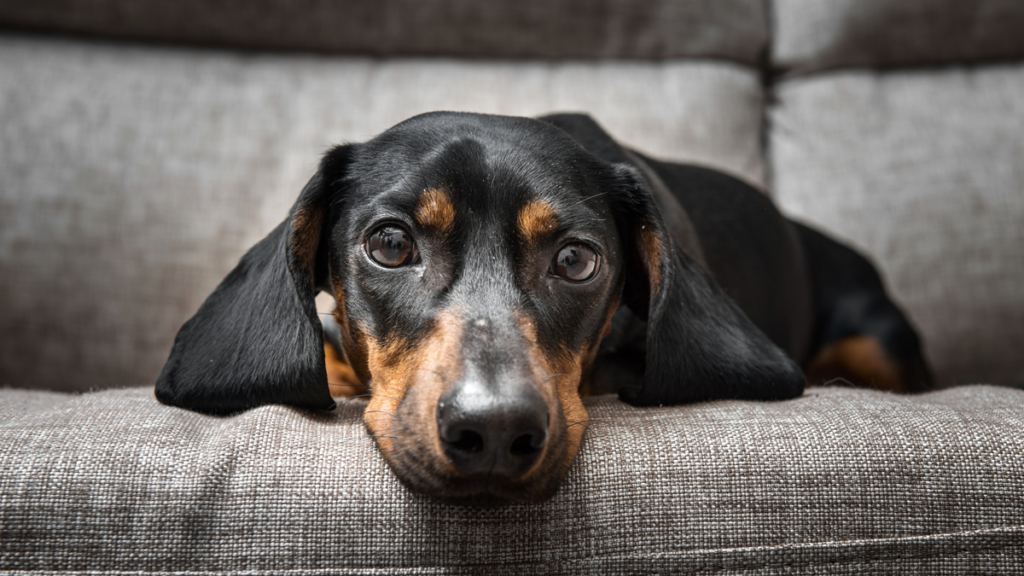 Blues de la rentrée