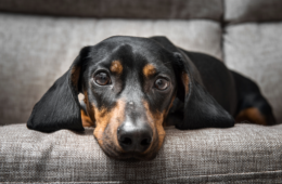 Blues de la rentrée