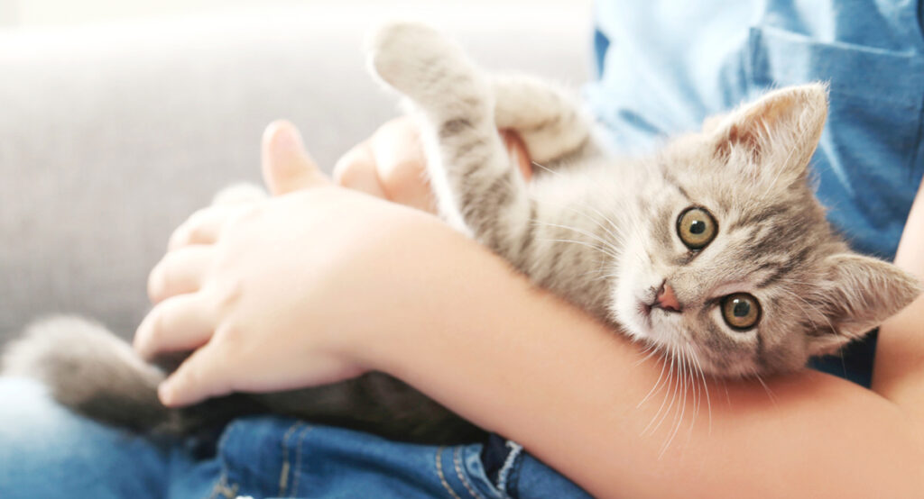 identification chaton chiot