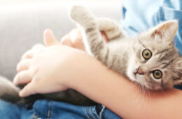 identification chaton chiot