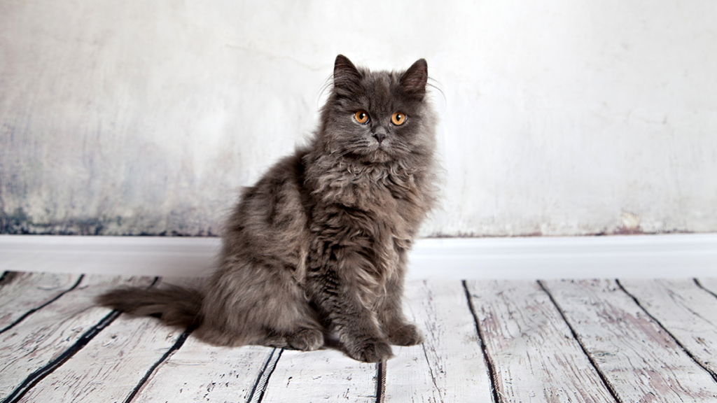 Perte de poils chats