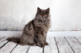 Perte de poils chats