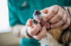 Gros plan de l’examen de santé dentaire du chien au Bureau du vétérinaire.