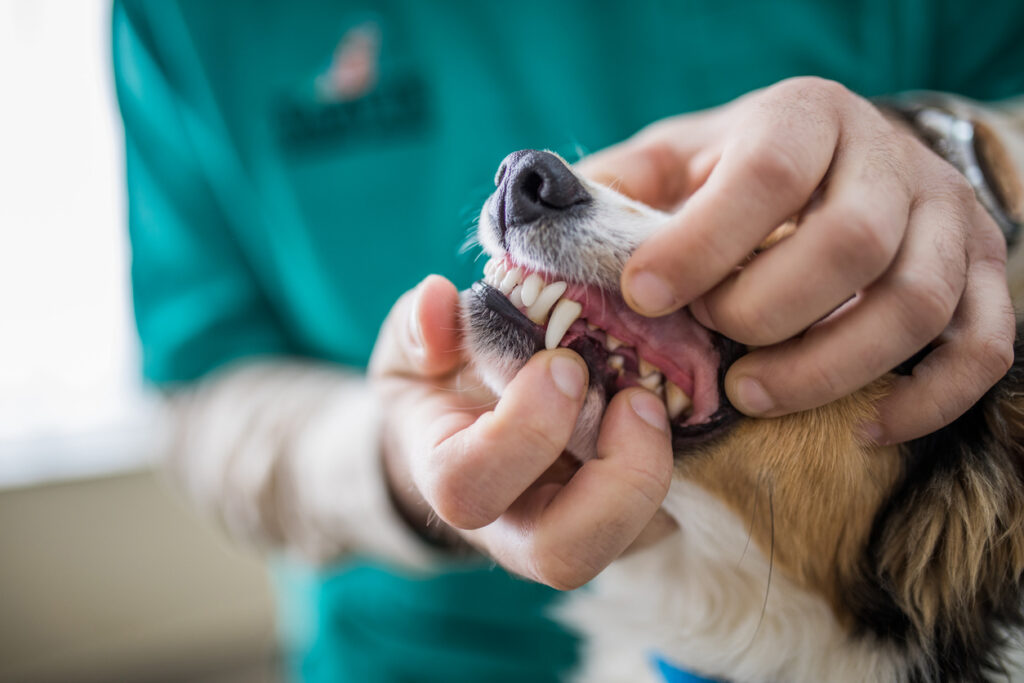 Gros plan de l’examen de santé dentaire du chien au Bureau du vétérinaire.