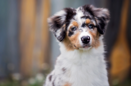 perte de poils chien