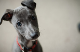 Maladie de Cushing chez le chien