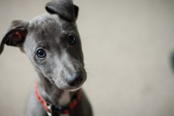 Maladie de Cushing chez le chien