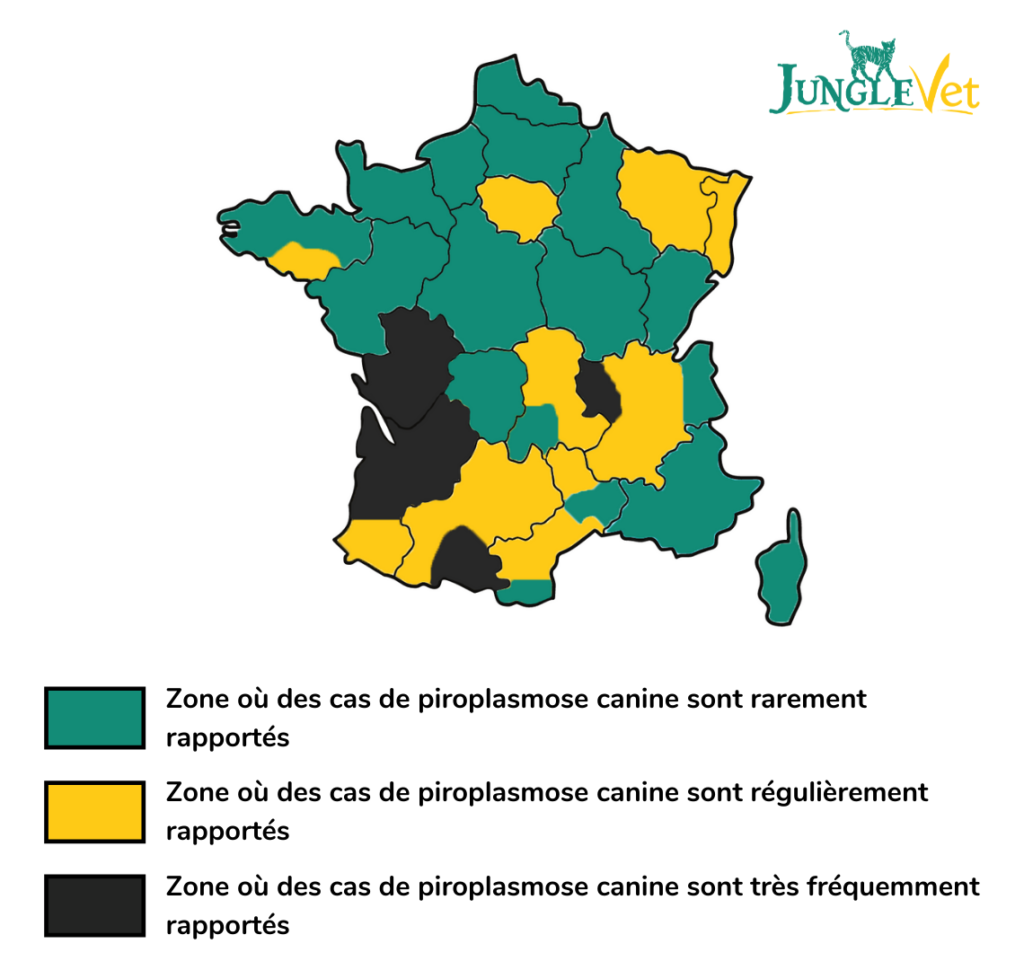 piroplasmose chien 