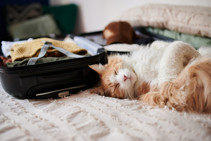 chat qui dort à côté d'une valise 