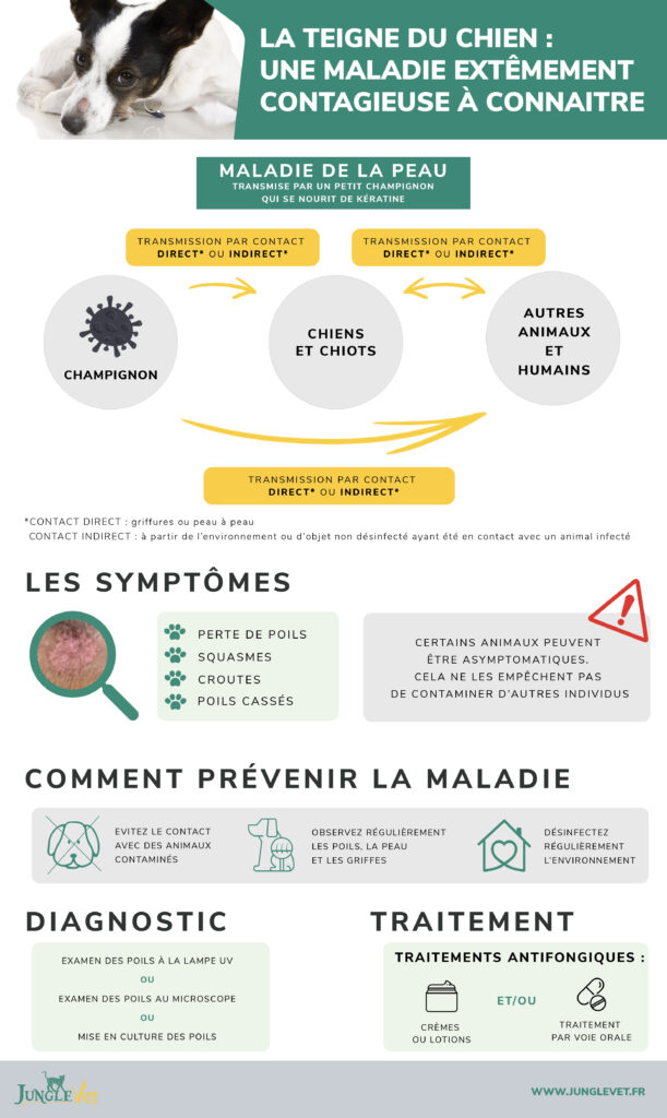 infographie teigne chez le chien
