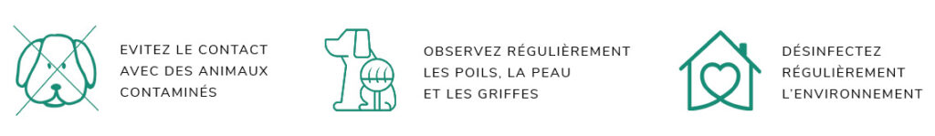 prévenir la teigne chien