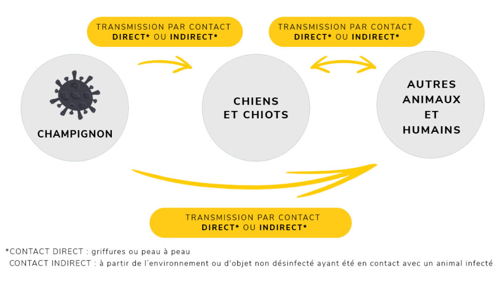 transmission teigne chien