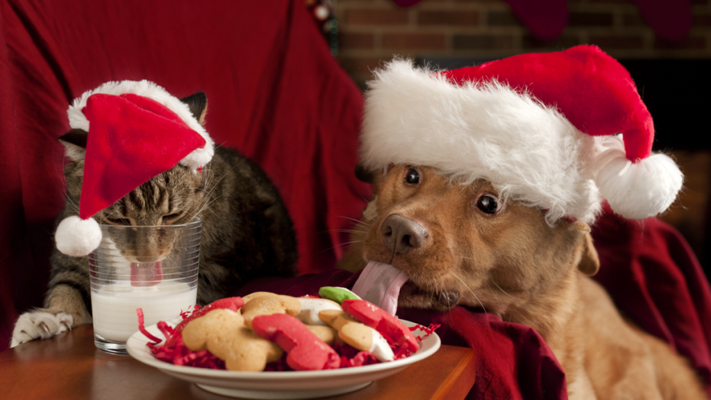 aliments dangereux noël animal