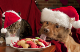 aliments dangereux noël animal