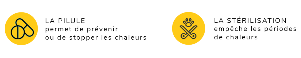 évitez les chaleurs chez la chatte