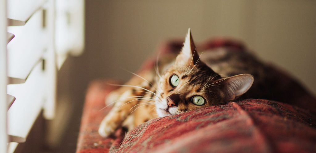 Comment savoir si mon chat a de l'arthrose ?